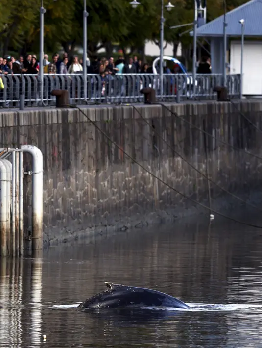 Warga melihat ikan paus yang terdampar di Pelabuhan Puerto Madero, Buenos Aires, Argentina, Senin (3/8/2015). Peristiwa tersebut sempat menjadi perhatian warga yang berada di sekitar pelabuhan tersebut.(REUTERS/Marcos Brindicci)