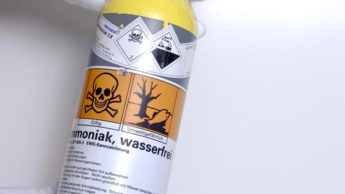 Cara Ampuh Mengusir Tikus dari Rumah Pakai Aroma Tertentu