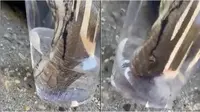 Video cara unik ular minum air ini bikin warganet melongo melihatnya. (Sumber: Twitter/todayyearsoldig)
