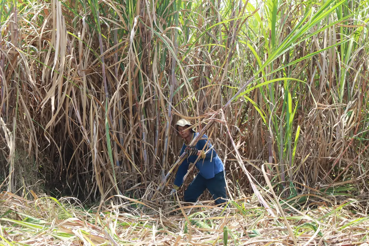 Petani tebu