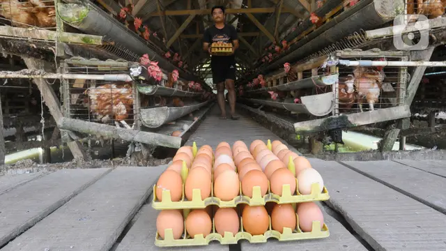 harga telur ayam di tingkat peternak