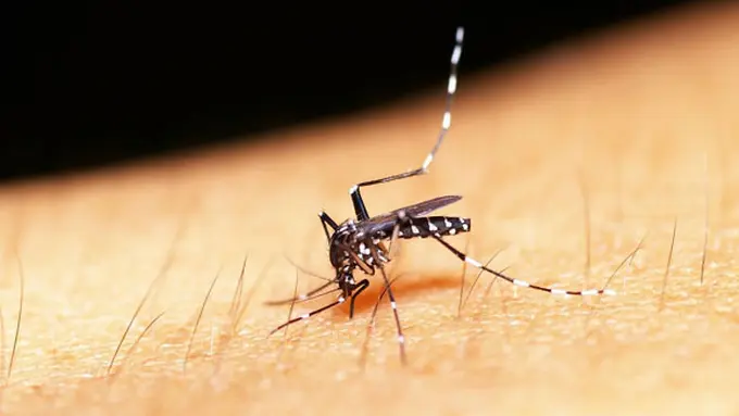 Foto: Copyright Shutterstock.com