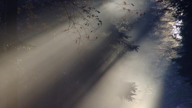 Ilustrasi pagi hari, sinar matahari, alam