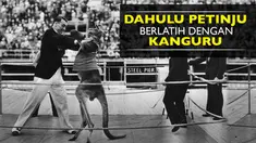 Video para atlet tinju berlatih dengan binatang Kanguru, hewan ciri khas negara Australia.