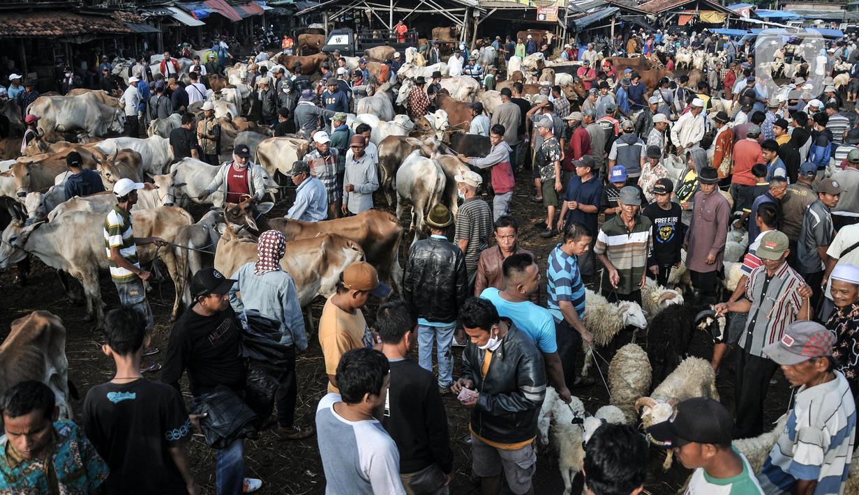 Suasana aktivitas jual beli hewan kurban di Pasar Hewan Jonggol, Kabupaten Bogor, Jawa Barat, Kamis (7/7/2022). Menjelang Idul Adha yang jatuh pada 10 Juli mendatang, pasar hewan terbesar se-Jabodetabek itu kian ramai dipadati oleh aktivitas jual beli hewan kurban seperti sapi, kerbau, dan domba. (merdeka.com/Iqbal S Nugroho)