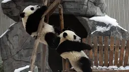 Dua ekor panda raksasa asyik bermain usai salju turun di Pusat Konservasi dan Penelitian Panda Raksasa China basis Shenshuping di Cagar Alam Nasional Wolong, Provinsi Sichuan, China (17/12/2020). Cagar Alam ini didirikan tahun 1963 dengan ukuran awal sekitar 20.000 hektar. (Xinhua/Jiang Hongjing)