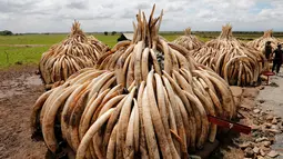 Tumpukan gading gajah yang berhasil disita oleh Petugas Patroli Kenya, Jumat (28/4/2016). Gading gajah sebanyak 105 ton tersebut rencananya akan dimusnahkan dengan dibakar. (Reuters/Thomas Mukoya)