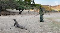 Guide taman nasional berinteraksi dengan seekor komodo di Pulau Rinca, Taman Nasional Komodo, NTT, Minggu (14/10). Pulau Rinca yang merupakan zona inti Taman Nasional Komodo. (Merdeka.com/Arie Basuki)