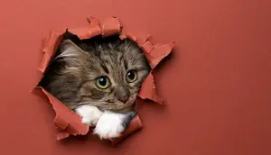 Ekspresi Kucing Jebol Kardus Ini Gemesin Banget (Sumber: Nils Jacobi via Bored Panda)