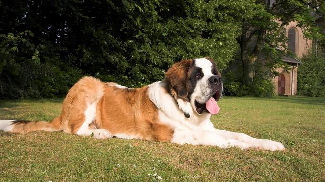 Saint Bernard