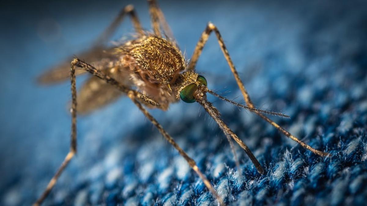 5 Fakta Nyamuk Wolbachia yang Bikin Geger Publik, Riset Perlihatkan Ampuh Tekan Kasus DBD