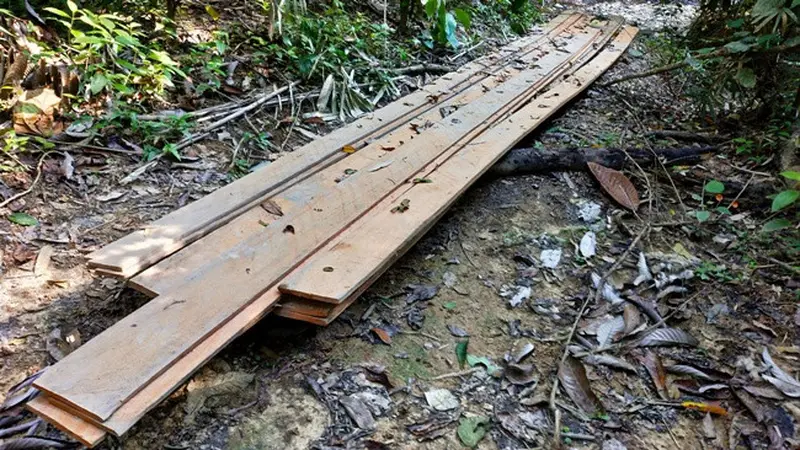 Tumpukan papan diduga hasil olahan ilegal logging di Suaka Margasatwa Rimbang Baling Kabupaten Kampar.