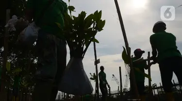 Pekerja melakukan penanam bibit Mangrove jenis Rhizopora Mucronata di Kawasan PT Karya Citra Nusantara  (KCN) Marunda, Cilincing Jakarta Jumat (3/6/2022). Sepanjang 1100 meter tahap dua untuk menanam mangrove di kawasan tersebut, sebagai komitmen kepedulian terhadap lingkungan laut terutama pesisir Utara Jakarta. (merdeka.com/Imam Buhori)