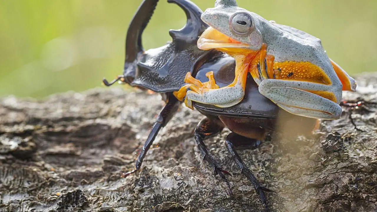 Katak-Kumbang.