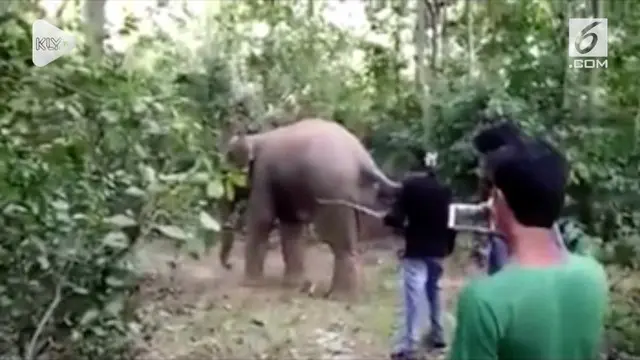 Video tiga pemuda India menyiksa kawanan gajah tersebar di media sosial. Ketiga pelaku akhirnya ditangkap oleh petugas setempat.