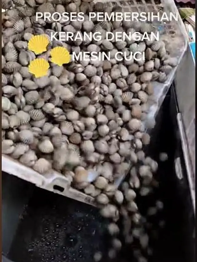 Pria Ini Mencuci Kerang Pakai Mesin Cuci Layaknya Sebuah Baju, Bikin Netizen Heran