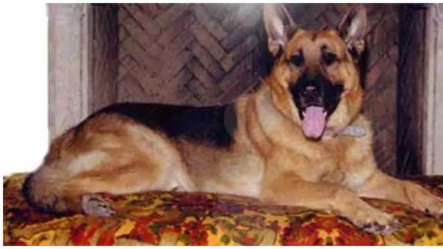 Foto : copyright toptenz.net