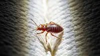 Cara Mengusir Kutu Kasur (Tungau) dari Bantal dan Sprei, Tips Agar Tidur Nyenyak