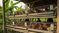 Rumah Tipe 21 Bisa Jadi “Mini Farm”, Ini 8 Ide Ternaknya yang Menguntungkan