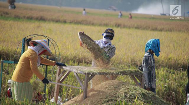 Bulog Gandeng TNI Kawal Penyerapan Gabah dari Petani