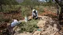 Petani Palestina Abdullah Hanni mengumpulkan badam hijau di Desa Beit Furik, Nablus timur, Tepi Barat (9/7/2020).  Tumbuhan ini berada di klasifikasi yang sama dengan persik dalam subgenus Amygdalus di dalam Prunus. (Xinhua/Nidal Eshtayeh)