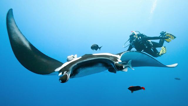 Menyelami Laut Bersama Iringan Para Manta di Manta Point