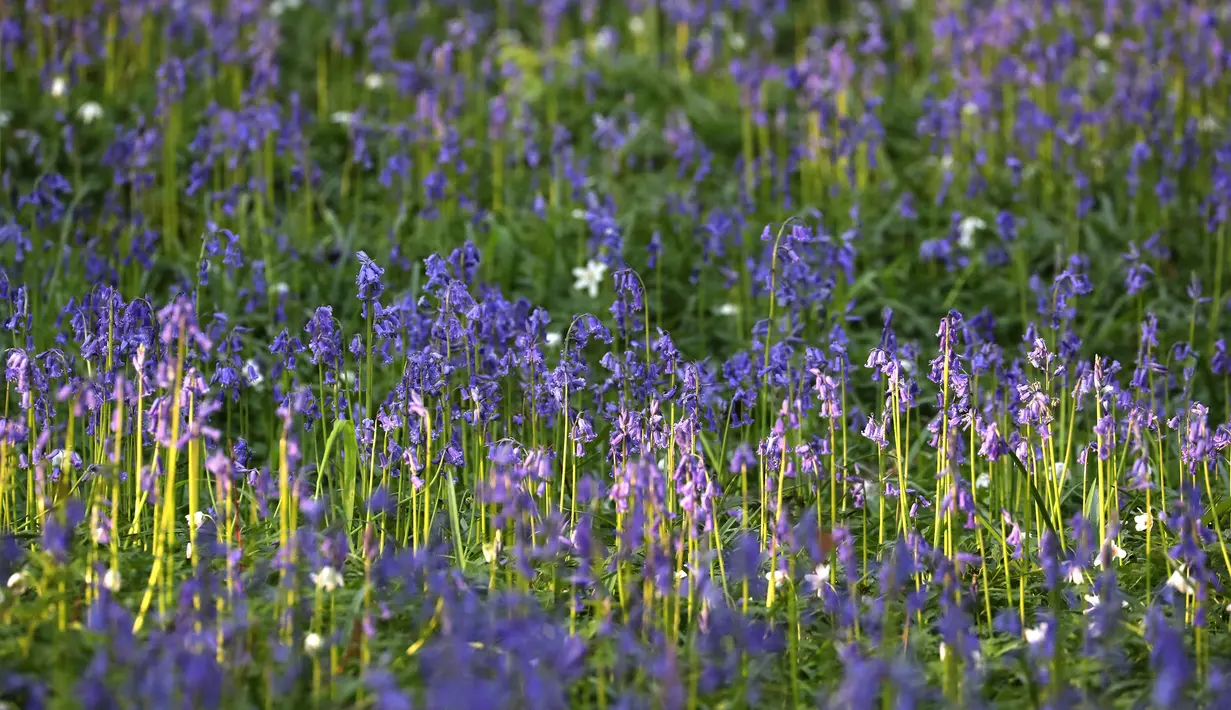 Bunga bluebells liar terlihat mengubah lantai hutan menjadi biru, membentuk karpet di Hallerbos, juga dikenal sebagai 'Hutan Biru', dekat Halle, Belgia (18/4). (Reuters/Yves Herman)