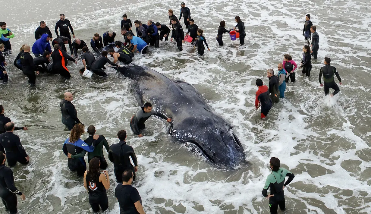 Anggota Prefektur Angkatan Laut Argentina dan para sukarelawan menyelamatkan seekor paus bungkuk yang terdampar di Mar del Plata, Argentina (9/4). Paus itu terdampar pada Sabtu sore (7/4) dan mati pada hari Senin (9/4). (AP / Pablo Hugo Funes)