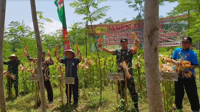 Lumajang Panen Jagung di Sela Tanaman Pohon Sengon