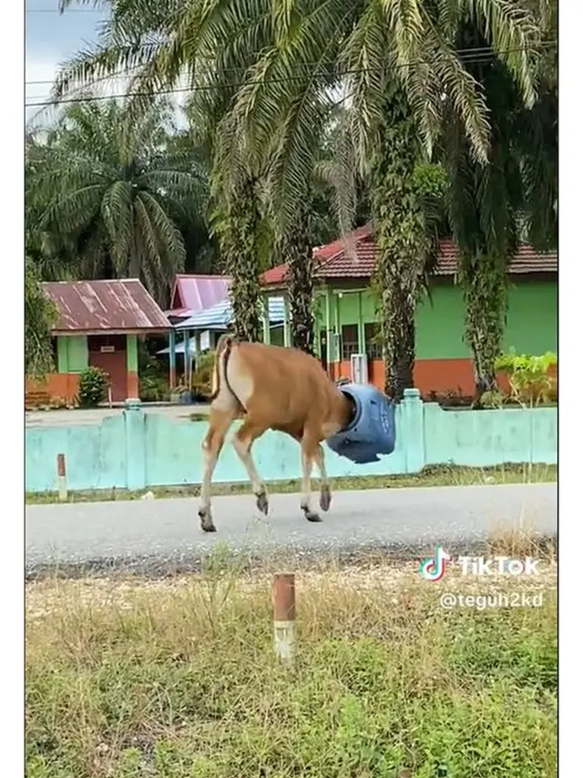 Viral Sapi Berlari Panik karena Kepala Nyangkut Tong, Magrib Baru Bisa Lepas