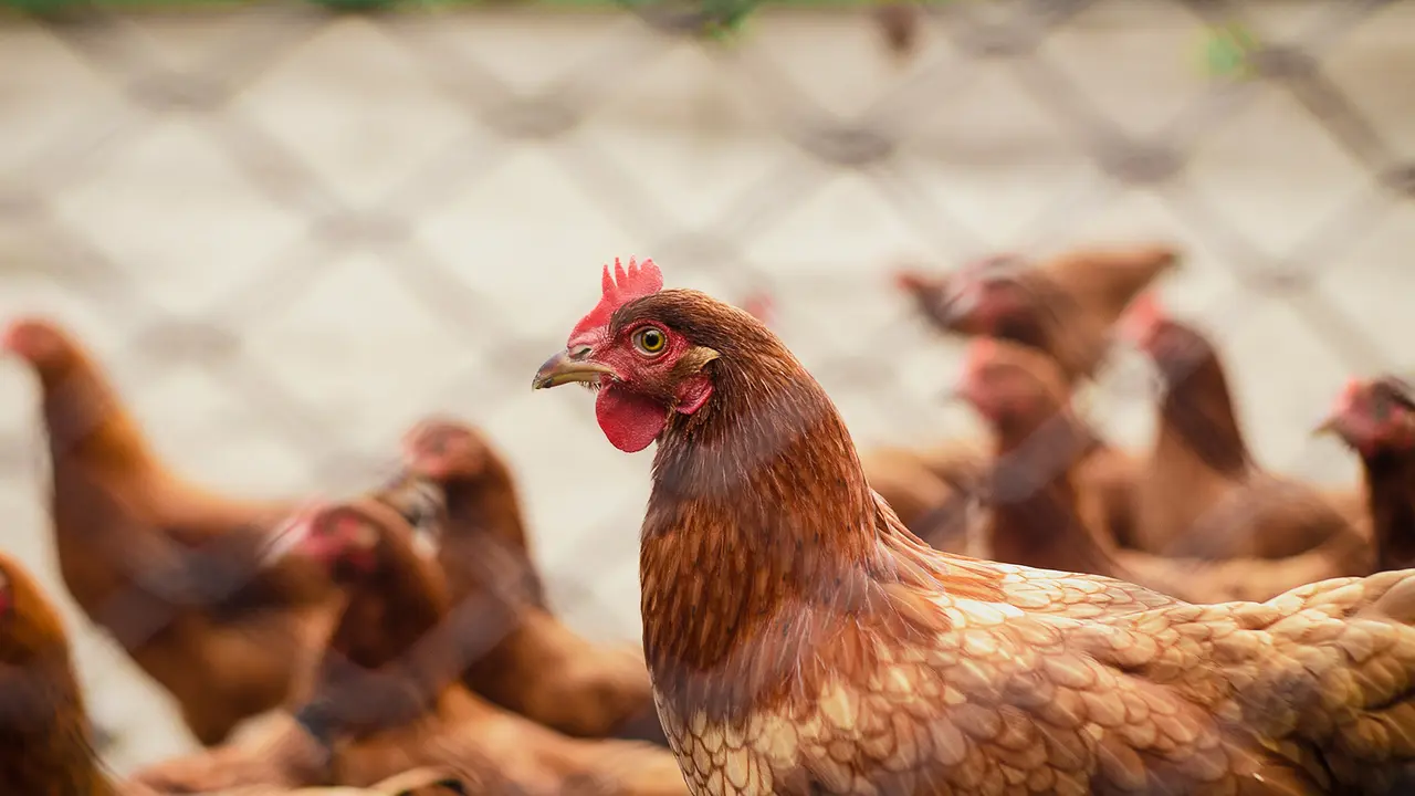 Ayam