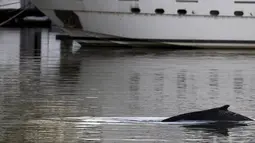 Seekor paus yang terdampar di Pelabuhan Puerto Madero, Buenos Aires, Argentina, Senin (3/8/2015). Peristiwa tersebut sempat menjadi perhatian warga yang berada di sekitar pelabuhan tersebut.(REUTERS/Marcos Brindicci)