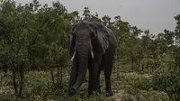 Penampakan gajah di Taman Nasional Hwange di Hwange, utara Zimbabwe, pada 16 Desember 2023.(dok. Zinyange Auntony / AFP)