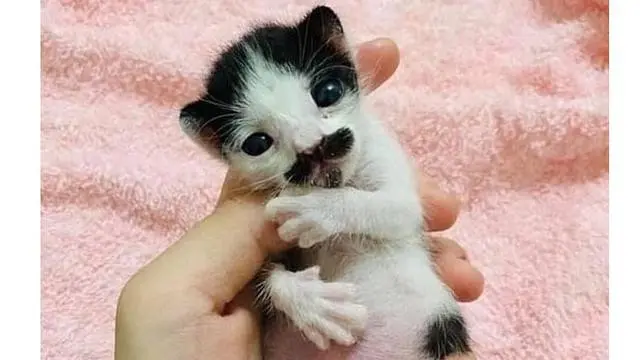 6 Potret Hewan Punya Kumis Tebal Ini Tampak Unik, Curi Perhatian