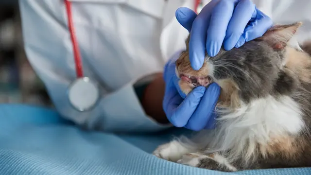 Cat Vet