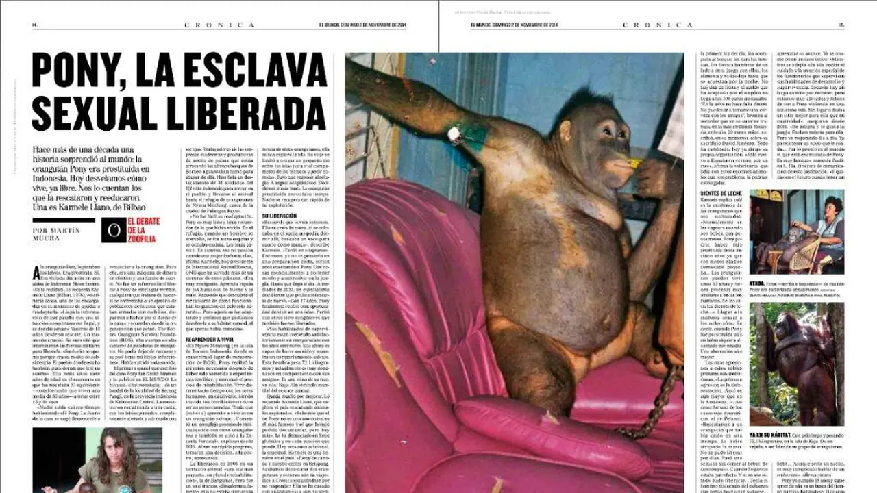 Kisah Sedih Pony, Orangutan Pernah Jadi Pelacur di Kalimantan