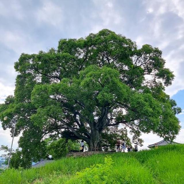 Pohon hackberry berusia 500 tahun yang muncul dalam drama Korea Selatan Extraordinary Attorney Woo. (Dok. Pemerintah Kota Changwon)