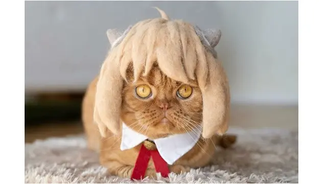 6 Potret Kucing Pakai Topi Bergaya Rambut Anime, Gokil Banget