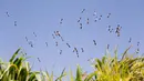 Rombongan pelikan putih besar terbang waduk Mishmar HaSharon sebelum migrasi ke Afrika, Israel, Kamis (13/10). Mereka hidup umumnya di wilayah hangat, dan mereka tidak dijumpai di wilayah kutub. (AP Photo/Ariel Schalit)