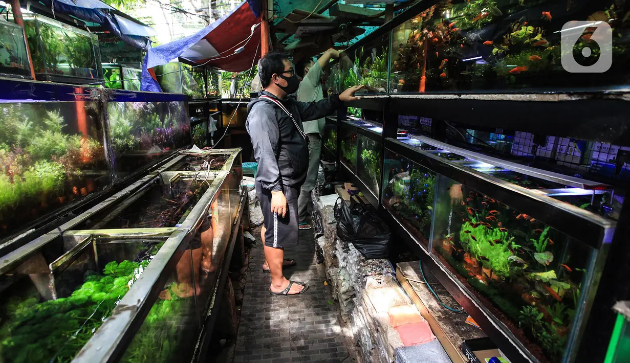 Suasana sepi pasar penjualan ikan hias di kawasan Sumenep, Menteng, Jakarta, Selasa (8/12/2020). BPS mencatat ekspor ikan hias Indonesia pada kuartal I 2020 anjlok 24,7 persen atau hanya US$6,41 juta yang membuat pedagang tetap bertahan di tengah hantaman pandemi COVID-19. (merdeka.com/Imam Buhori)