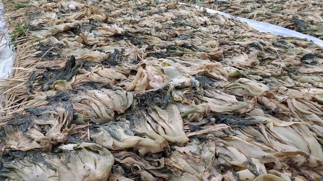 Ribuan batang tanaman sawi segar tengah dikeringkan setelah menjalani proses fermentasi sederhana di area pertanian Kadungora, Garut, Jawa Barat