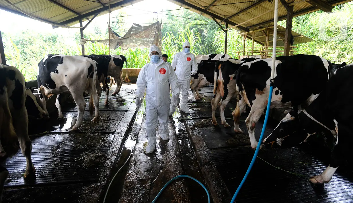 Petugas Dinas Peternakan dan Perikanan Kabupaten Bogor saat melakukan penyuntikan vaksin Penyakit Mulut dan Kuku (PMK) di kandang sapi perah milik warga di Situ Udik, Bogor, Jawa Barat, Selasa (21/6/2022). Puluhan sapi perah di pusat sapi perah terbesar di Bogor ini mati dan ratusan lainnya terjangkit penyakit PMK. (merdeka.com/Arie Basuki)