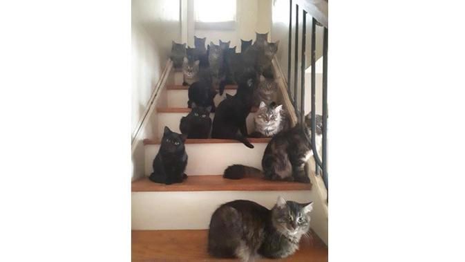 Apartemen Kumuh Ini Dihuni Lebih Dari 300 Kucing (sumber: metro.co.uk)