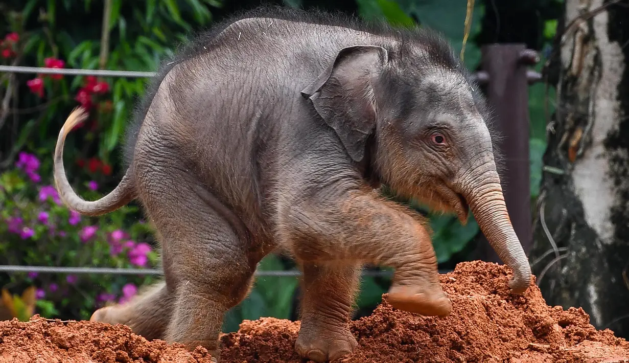 Seekor bayi gajah Asia bermain di gundukan lumpur merah di Taman Safari Chimelong, Guangzhou, Provinsi Guangdong, China, Rabu (27/5/2020). Kelahiran dua bayi gajah Asia di Taman Safari Chimelong menambah koleksi gajah Asia di objek wisata tersebut menjadi 27 ekor. (Xinhua/Liu Dawei)