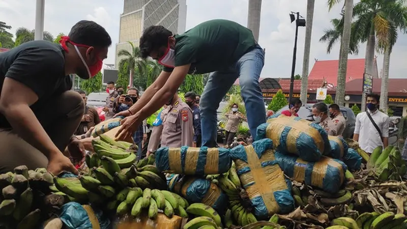Personel Polda Riau mengeluarkan paket ganja di bawah pisang yang dibawa memakai mobil pickup.