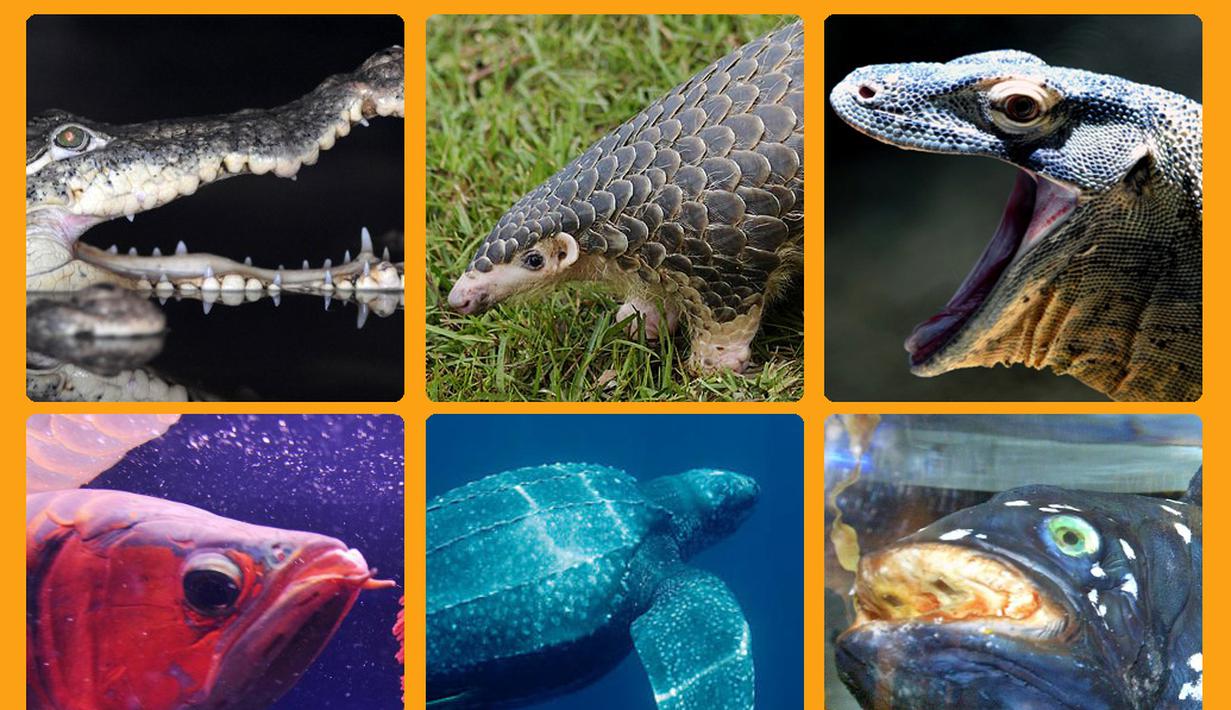 Hewan purba berikut ini masih hidup di Indonesia (Liputan6.com/Nasuri Suray)