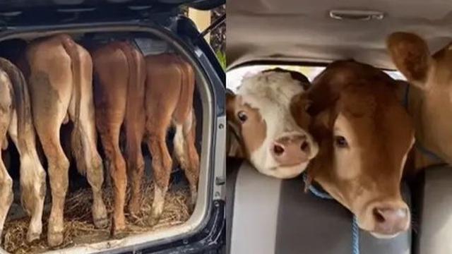 Kumpulan Potret Mobil yang Disulap Jadi Angkutan Hewan Ternak (ist)