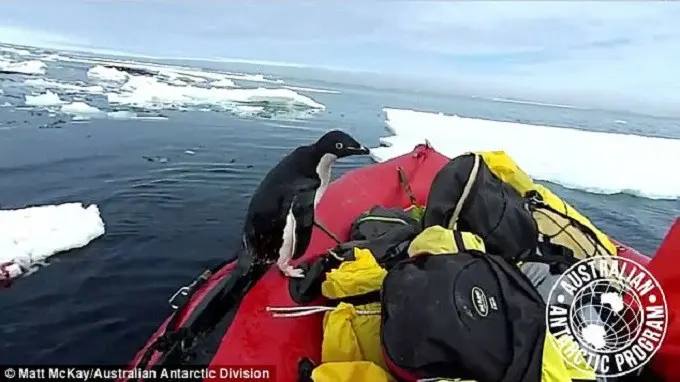 Penjelajah dari Australian Atarctic Program Matt McKay mengabadikan momen tersebut saat ia dan timnya sedang mengumpulkan sampel air. (Matt McKay/Australian Antarctic Division)