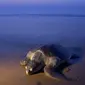 Seekor Penyu Hijau (Olive Ridley) tiba di Pantai Rushikulya, India, Kamis (16/2). Kedatangan ribuan penyu hijau ke Pantai Rushikulya untuk meletakkan telur-telur mereka. (AFP PHOTO / ASIT KUMAR)