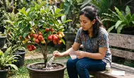 7 Cara Mengerdilkan Pohon Jambu Air agar Cepat Berbuah Meski Ditanam di Pot, Hemat Lahan